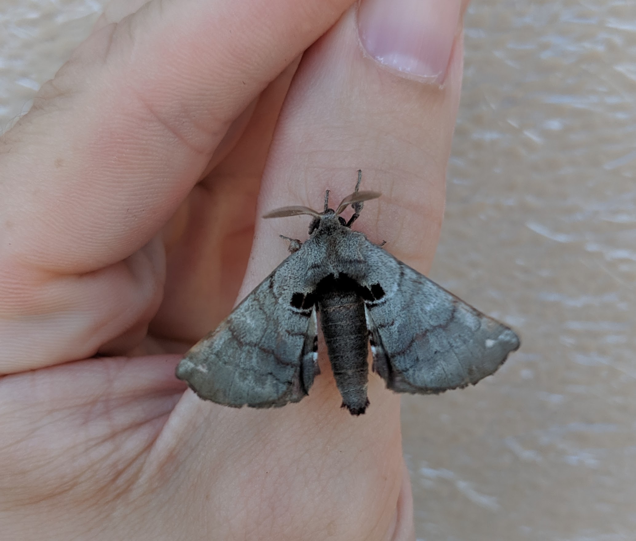 Not an elephant_20190820.jpg